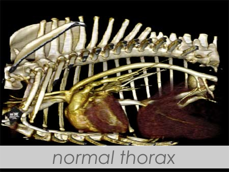 Three dimensional volume rendering of a CT scan of a normal chest (thorax) in a dog. Notice the ribs on the left side of the chest have been hidden to allow a more accurate inspection of the heart and major thoracic vasculature. 