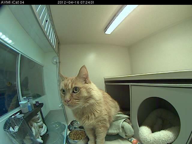 Holly on his iCat cam, checking out his cottage