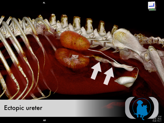 Ectopic Ureter | Advanced Veterinary Medical Imaging