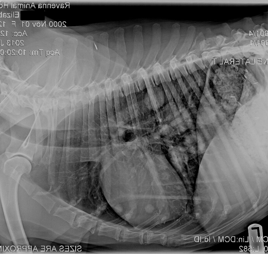 Thoracic Radiography- Lateral view: Shows numerous pulmonary metastasis