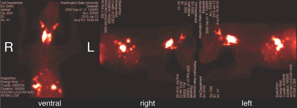 thyroid scintigraphy performed at Washington State University School of Veterinary Medicine