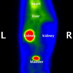 Figure 3. Composite image of a cat showing the uptake of the radionuclide into the normal left kidney. The small, poorly functional right kidney is also visualized within a large peri-renal cyst. 