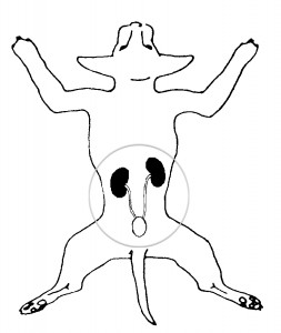 Figure 1. Schematic drawing of the normal location of the kidneys and urinary bladder. The blue circle represents the gamma camera's view.