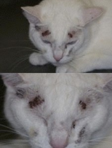 Figure 4. "Luna" is another cat previously treated with methimazole for hyperthyroidism. Notice the healing excoriations on this cat's face. These lesions resulted from self induced trauma as the result of the profound facial pruritus (itchiness) that can accompany methimazole administration in some cats.