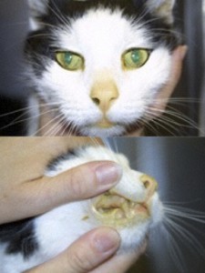 Figure 3. A cat previously treated with methimazole for hyperthyroidism. Notice the jaundice (yellow appearance to the mucous membranes) as the result of the hepatopathy that develops following methimazole administration in some cats.