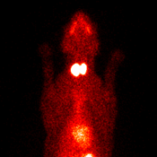 Figure 5. Thyroid scintigraphy in a cat with hyperthyroidism secondary to bilateral symmetric adenomatous thyroid hyperplasia