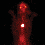 Figure 3. Thyroid scintigraphy of a cat with hyperthyroidism secondary to an intrathoracic ectopic thyroid adenoma. This mass was NOT palpable on physical examination.