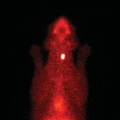 Figure 2. Thyroid scintigraphy of a cat with early hyperthyroidism secondary to a small left sided thyroid adenoma.