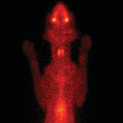 Figure 1. Thyroid scintigraphy of a cat with normal thyroid function. Note the symmetric appearance of the thyroid lobes.