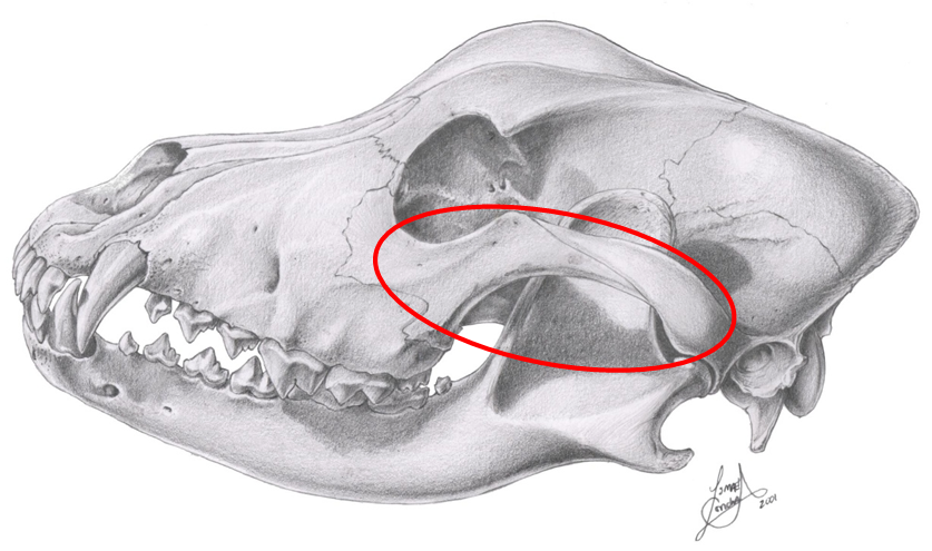 Toothless' success story | Advanced Veterinary Medical Imaging