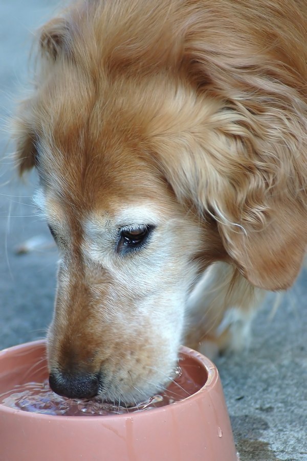 Do Golden Retrievers Drink A Lot Of Water