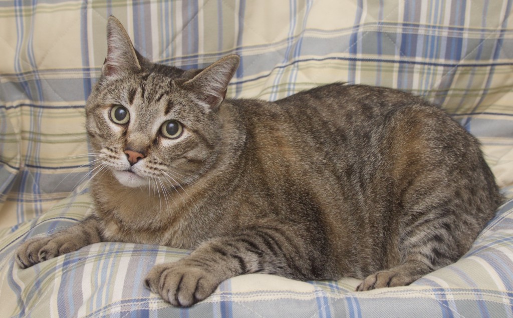 Hyperthyroid Food for Cats Nourishing Your Feline Friends Health Hyperthyroid Food for Cats Nourishing Your Feline Friends Health