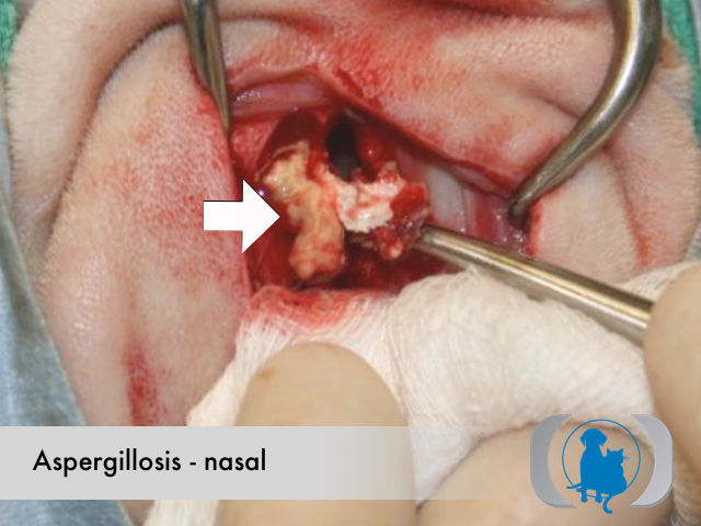 Aspergillosis nasal - gross pathology