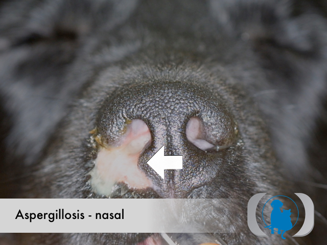 Aspergillosis nasal - gross pathology